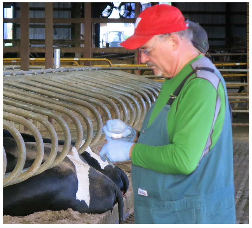 Knock Out Ketosis | Bovine Veterinarian